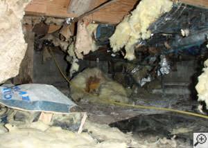 A messy crawl space filled with rotting insulation and debris in Palo Alto.
