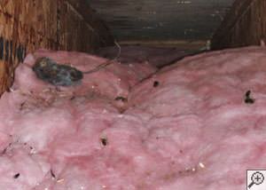 A dead mouse and its feces in a batt of fiberglass insulation in a crawl space in Fremont.