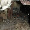 A dirt crawl space with water-soaked fiberglass insulation in Alameda.