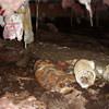 Mold, flooding water, mildew, and rot in a crawl space environment in Petaluma.