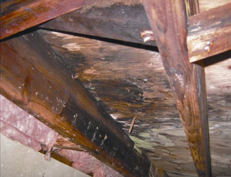 mold and rot in a Fremont crawl space