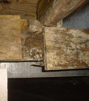 Extensive basement rot found in Oakland by Clean CrawlSpace Inc.