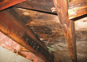 Extensive crawl space rot damage growing in Mountain View